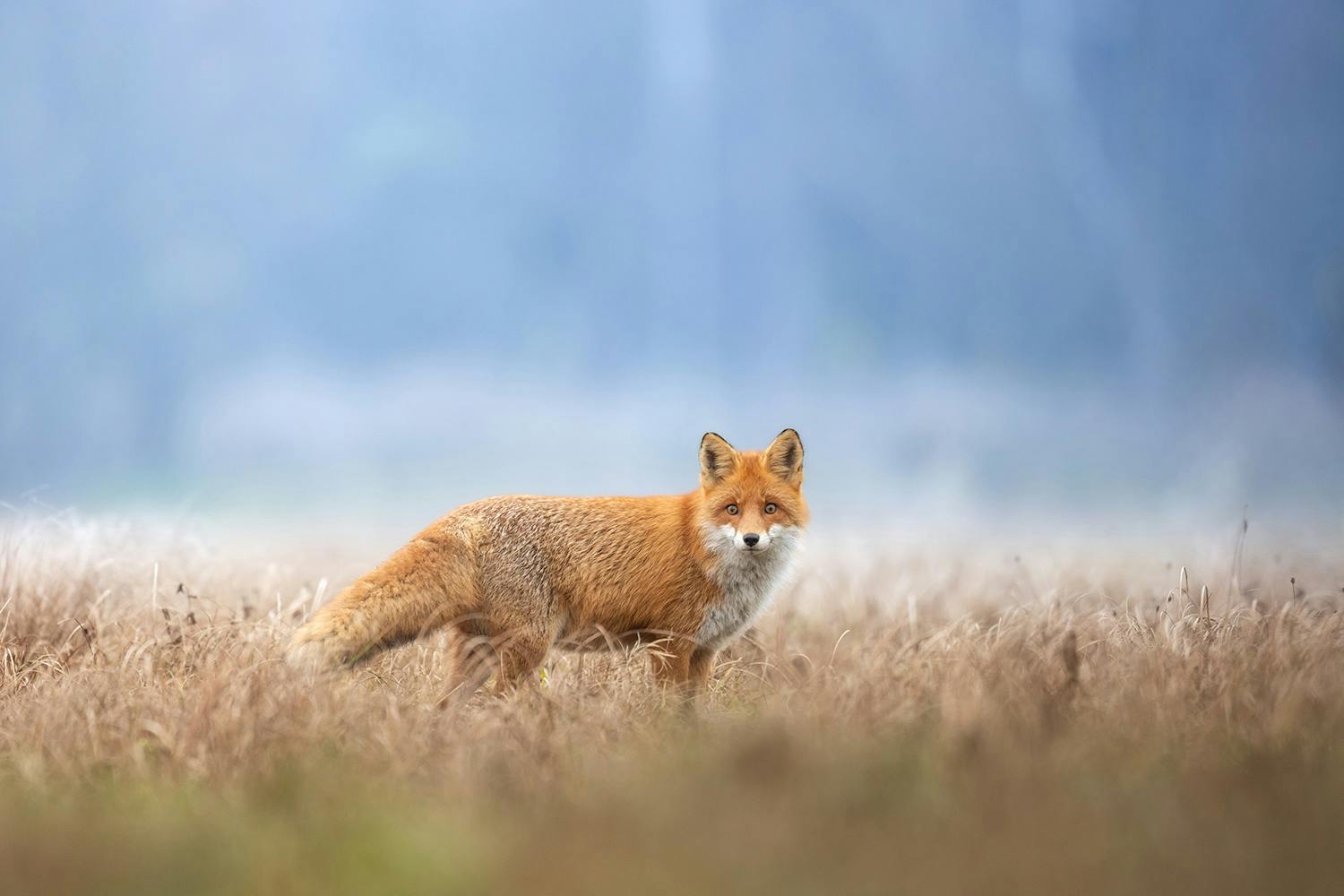 raev i mark 2387751959 Kettu pellolla.